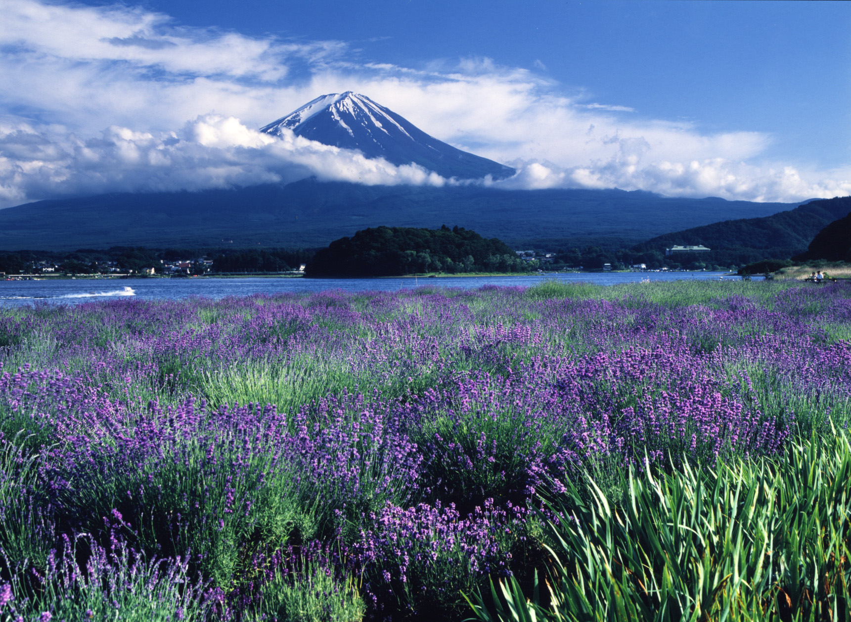 lavender